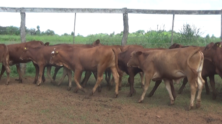 Lote 04 – N° insp. 6057