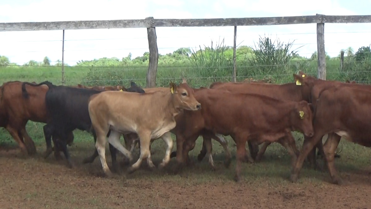 Feria CREA ─ lote 11.2