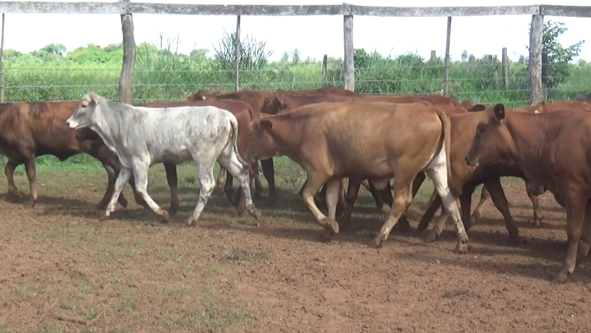 Feria CREA ─ lote 11.3