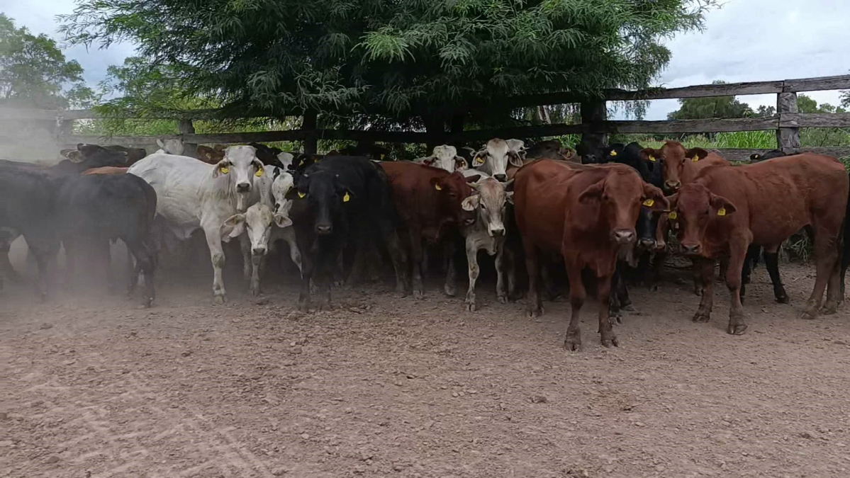 Feria CREA ─ lote Lote 14 – N° insp. 5870