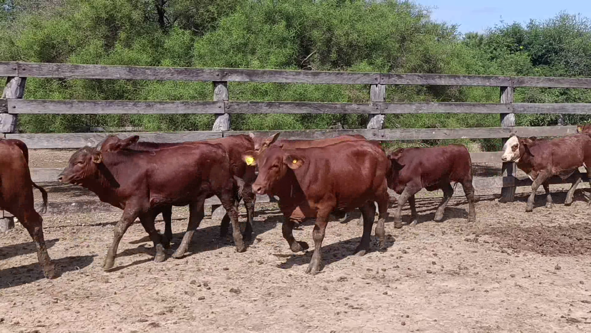 Feria CREA ─ lote 12.2