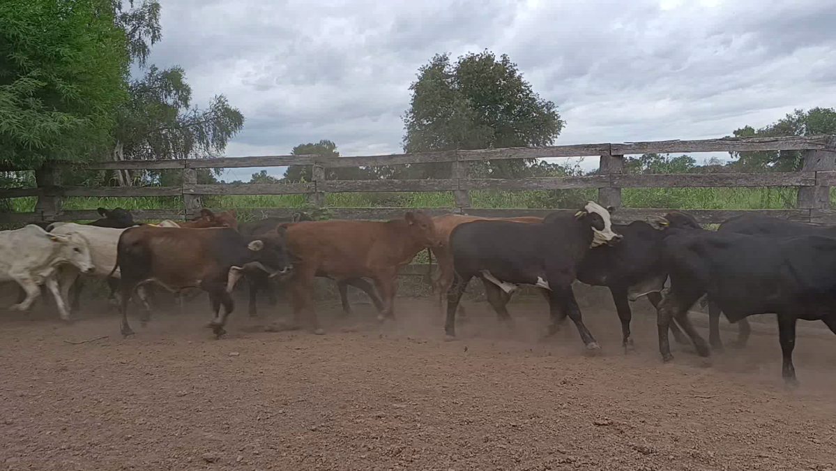 Feria CREA ─ lote 12.2