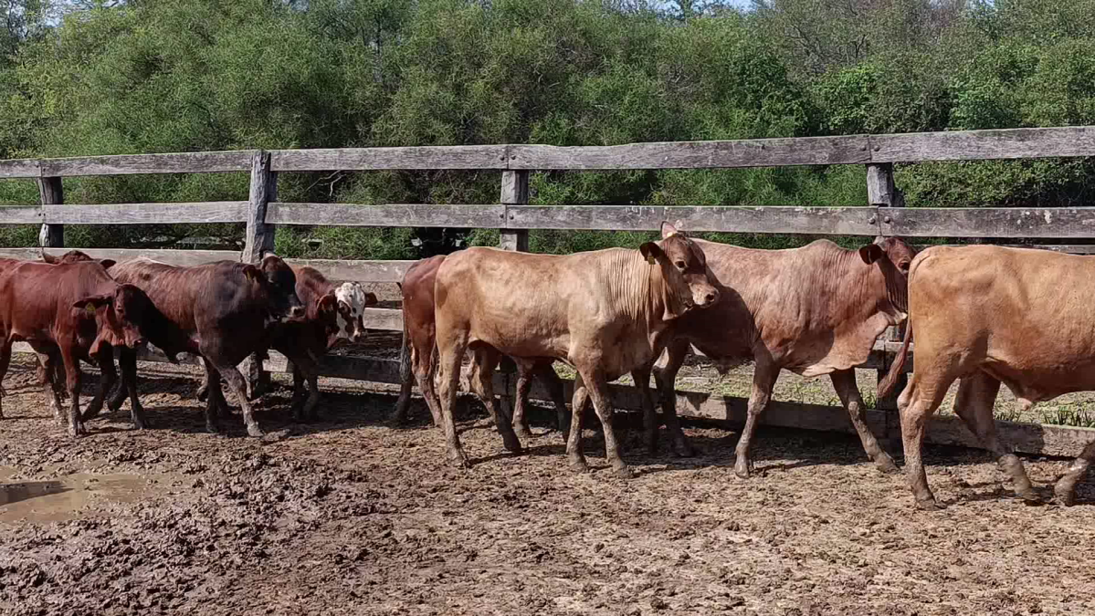 Feria CREA ─ lote Lote 12 – N° insp. 5873