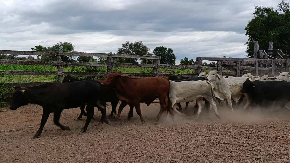 Feria CREA ─ lote 12.3