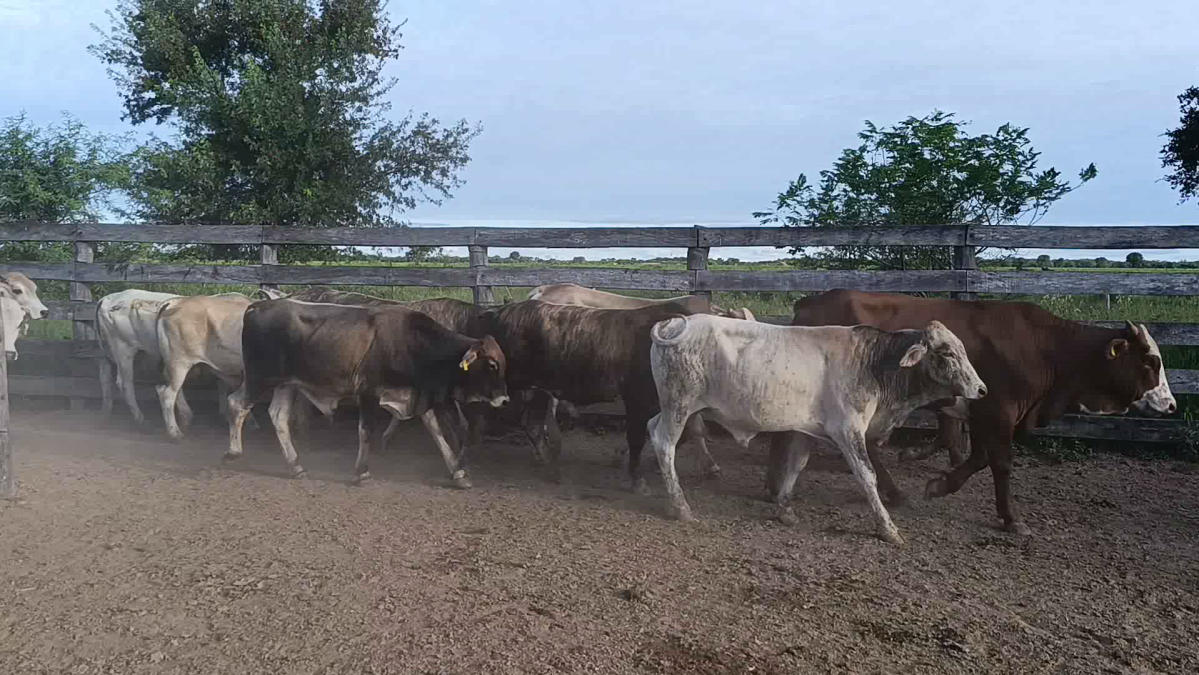 Feria CREA ─ lote 13.1