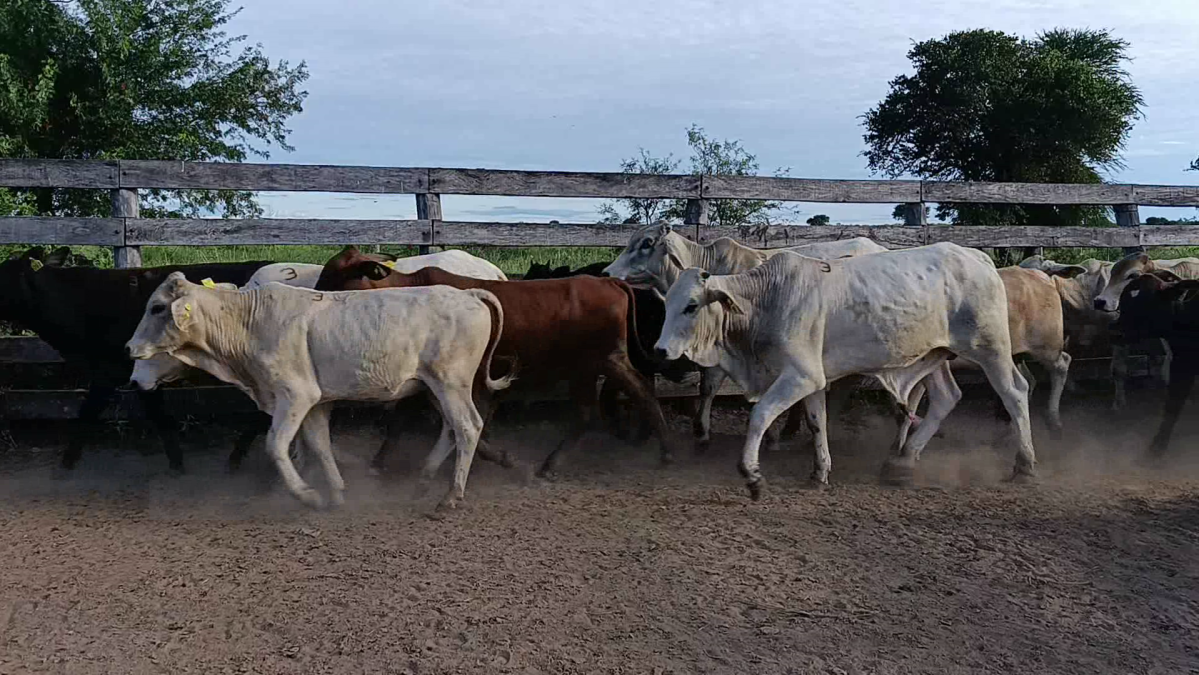 Feria CREA ─ lote 13.2