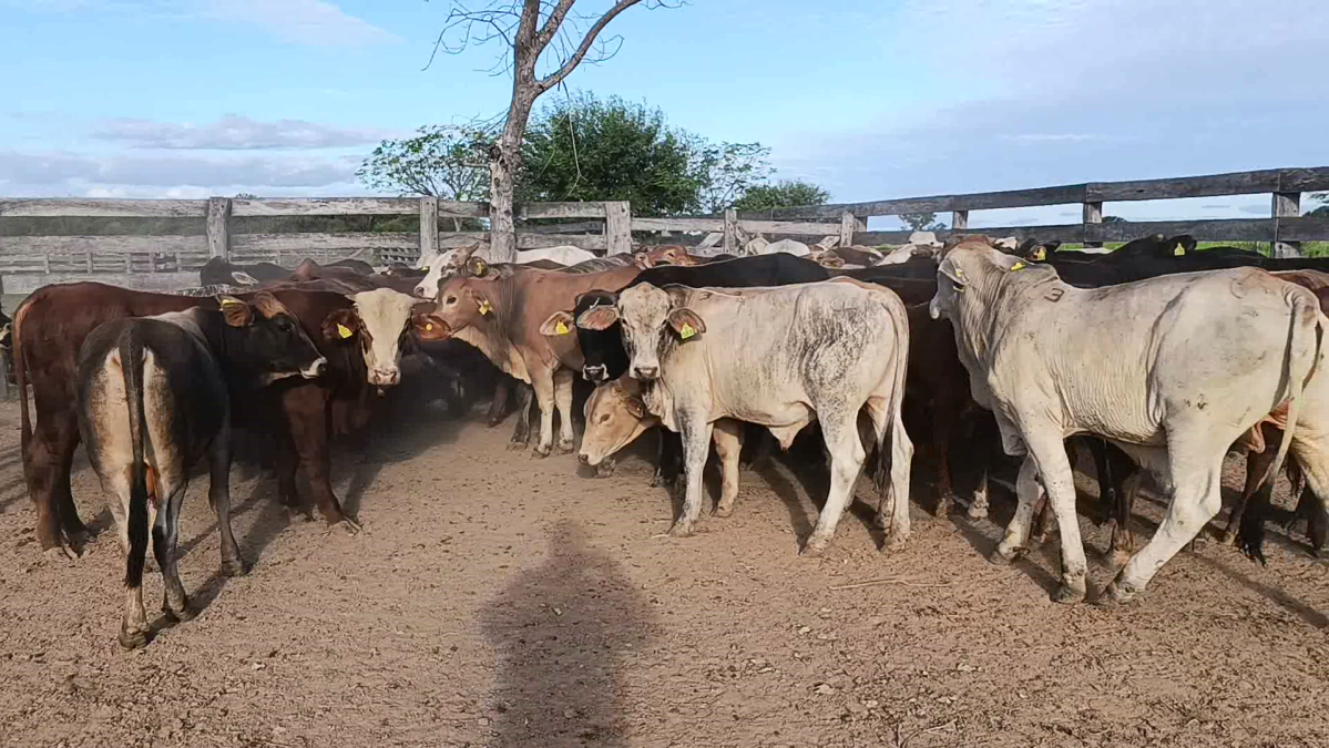 Feria CREA ─ lote Lote 15 – N° insp. 5867