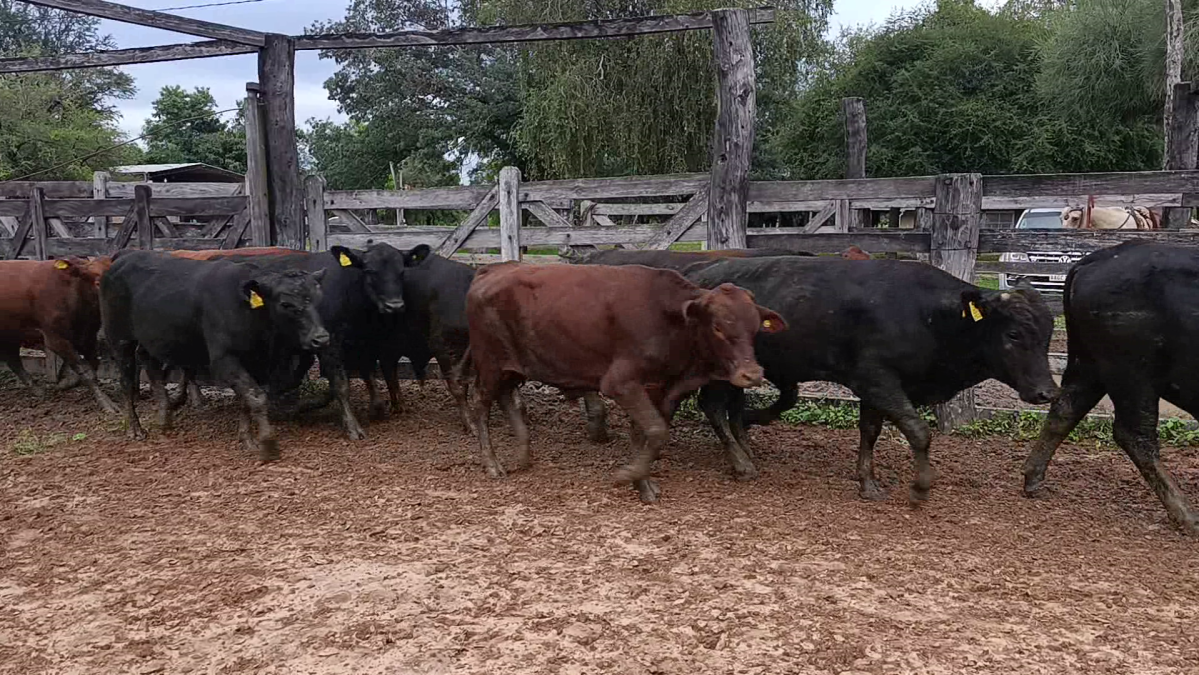 Feria CREA ─ lote 16.1