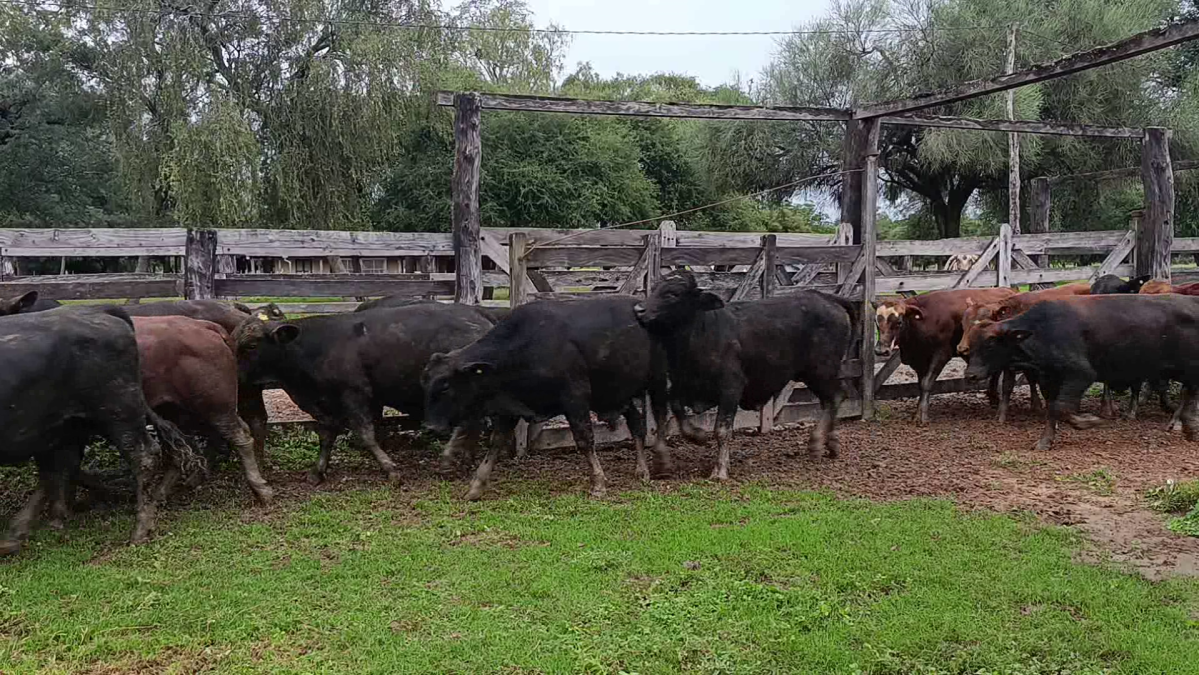 Feria CREA ─ lote 16.2