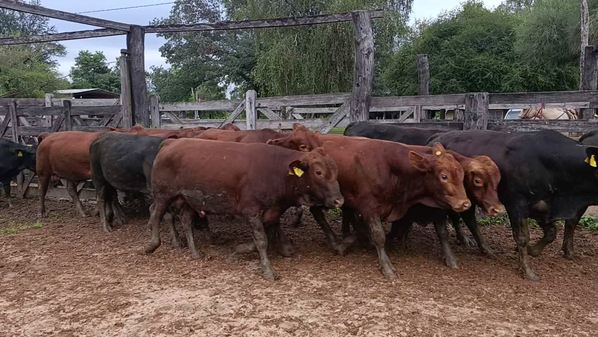 Feria CREA ─ lote Lote 16 – N° insp. 5874