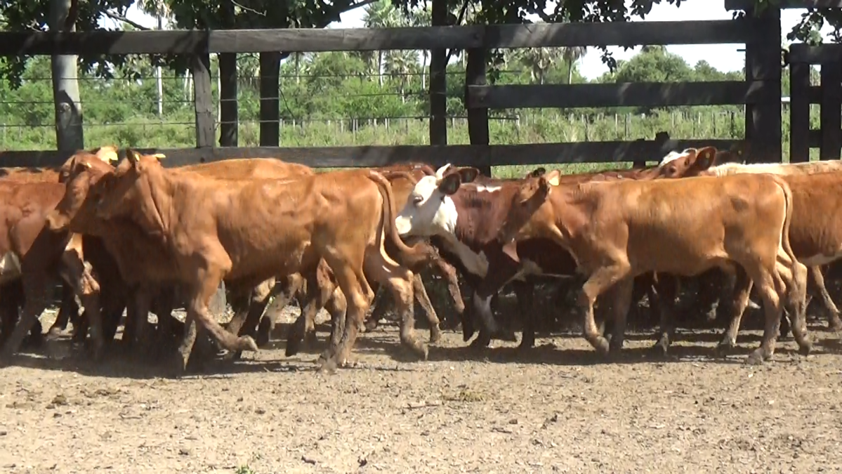Feria CREA ─ lote 17.1