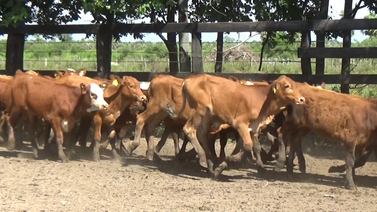 Feria CREA ─ lote 17.2