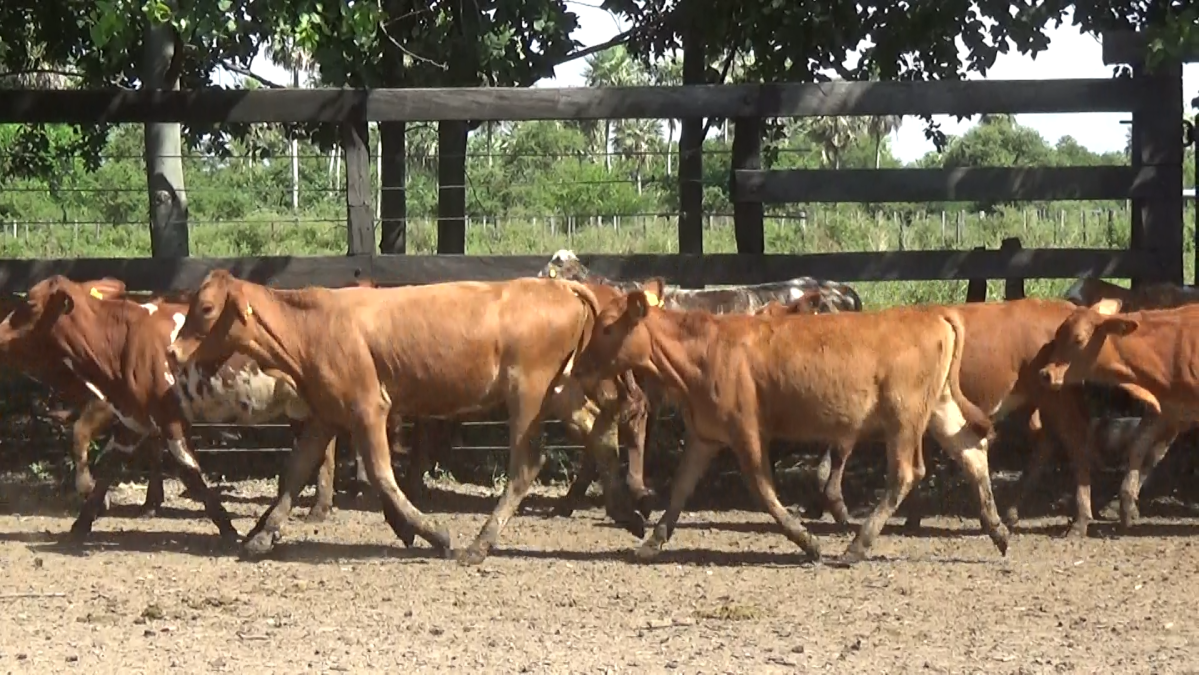 Feria CREA ─ lote Lote 17 – N° insp. 6059