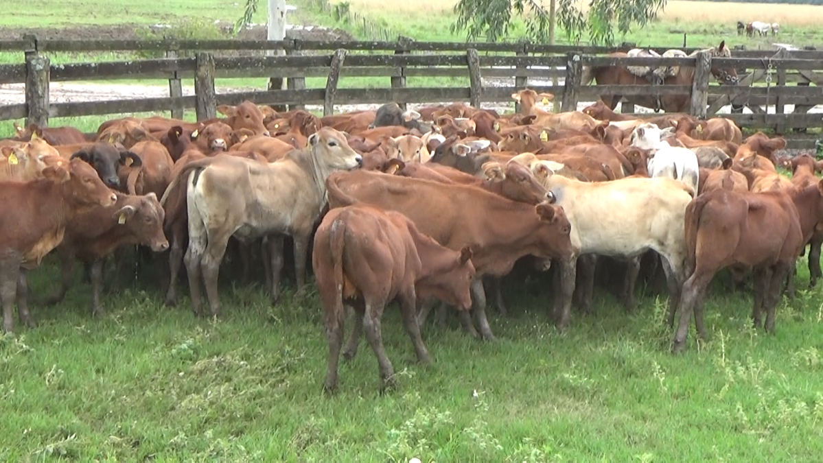 Feria CREA ─ lote Lote 18 – N° insp. 5994