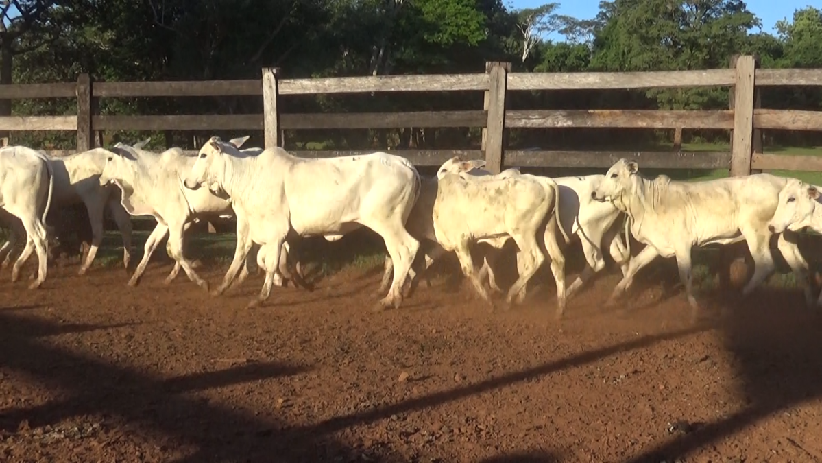 Feria CREA ─ lote Lote 19 – N° insp. 6111