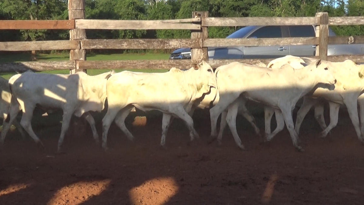 Feria CREA ─ lote 19.2