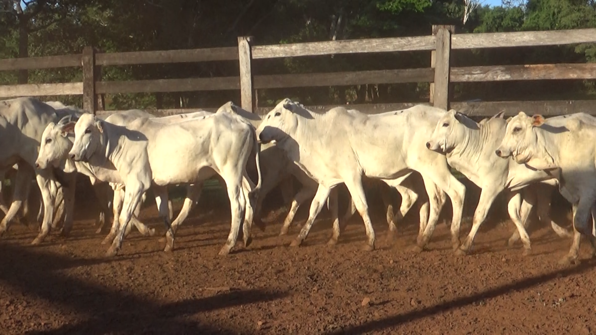 Feria CREA ─ lote 19.3