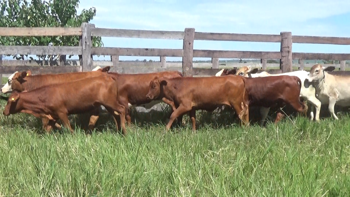 Feria CREA ─ lote Lote 20 – N° insp. 6109