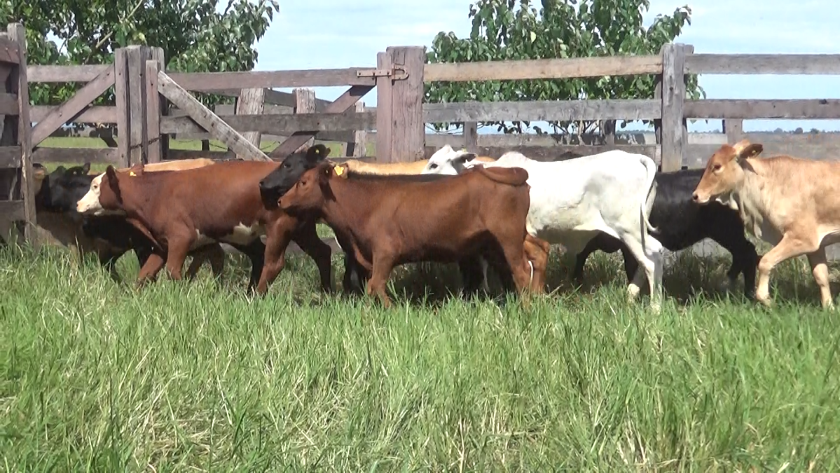 Feria CREA ─ lote 20.3