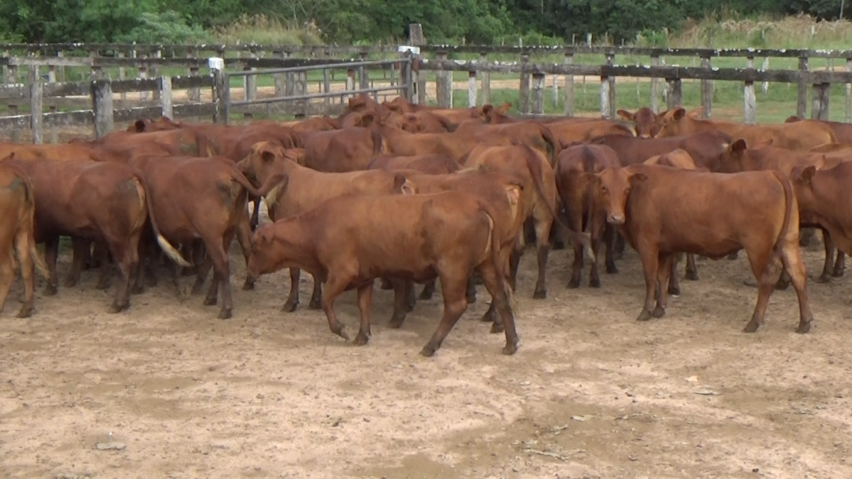 Feria CREA ─ lote Lote 21 – N° insp. 5992