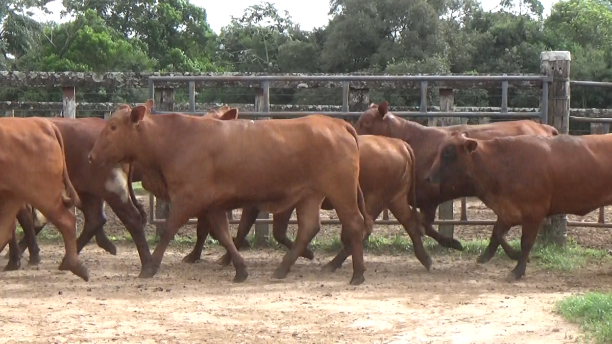 Feria CREA ─ lote 21.2