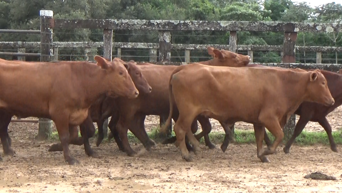 Feria CREA ─ lote 21.3