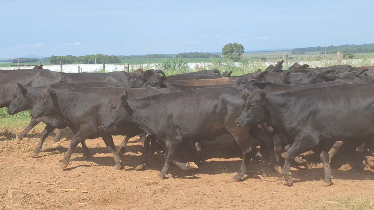 Feria CREA ─ lote 22.1