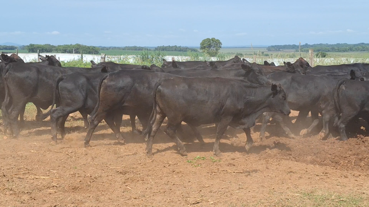 Feria CREA ─ lote Lote 22 – N° insp. 6154