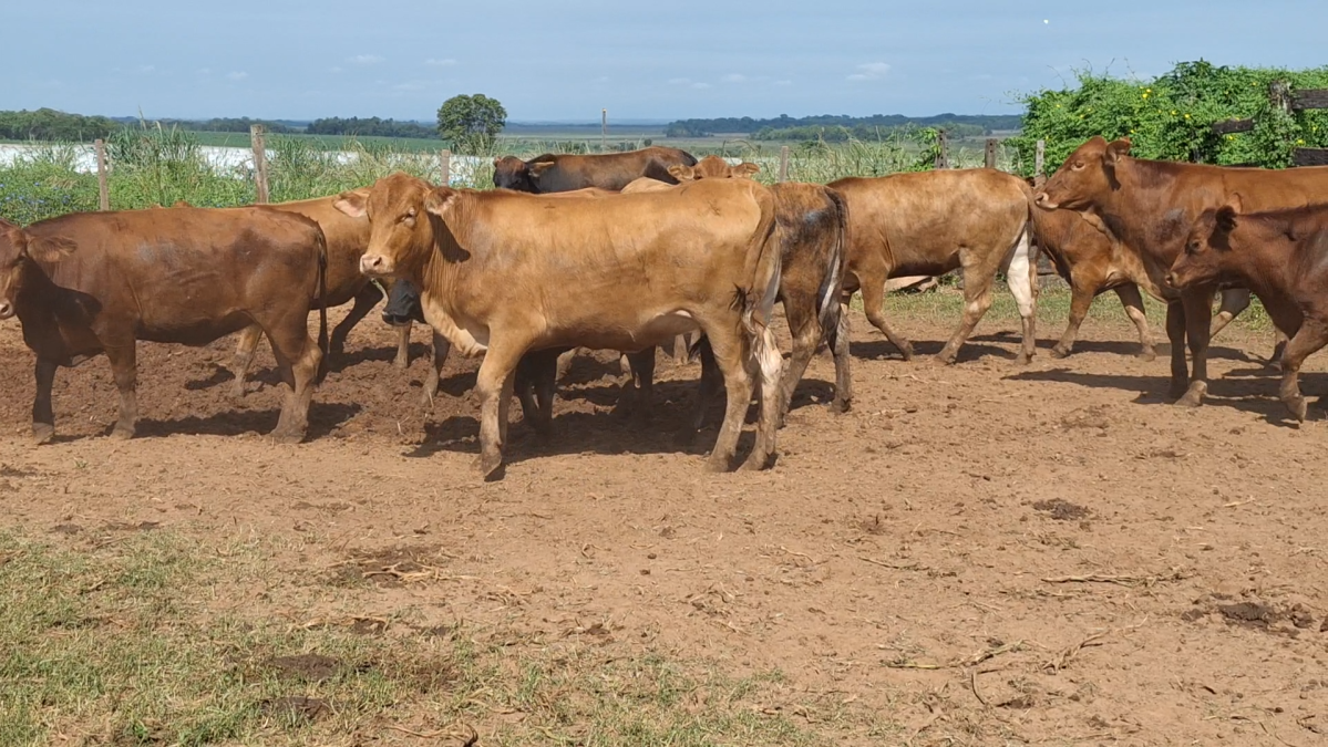 Feria CREA ─ lote 22.3
