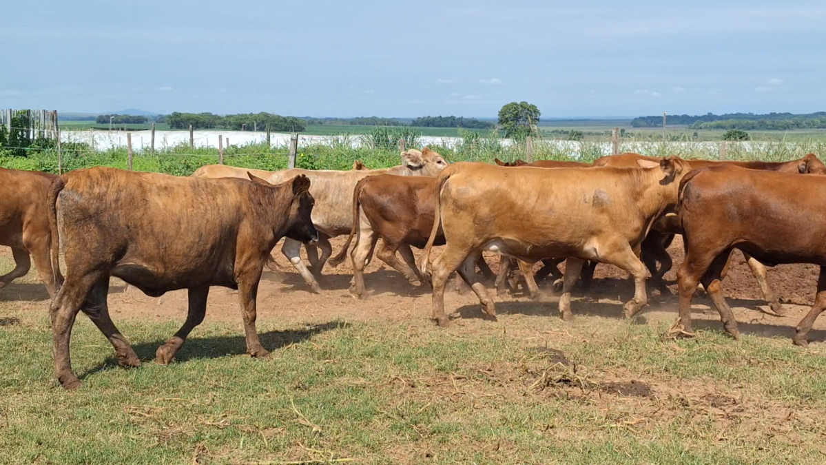 Feria CREA ─ lote 22.4