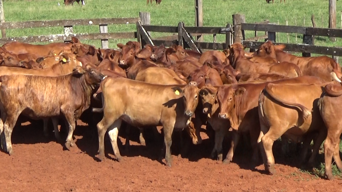 Feria CREA ─ lote Lote 23 – N° insp. 5989