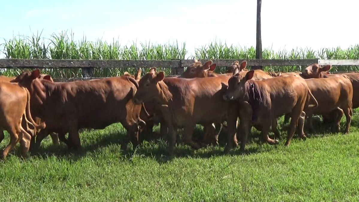 Feria CREA ─ lote 23.2