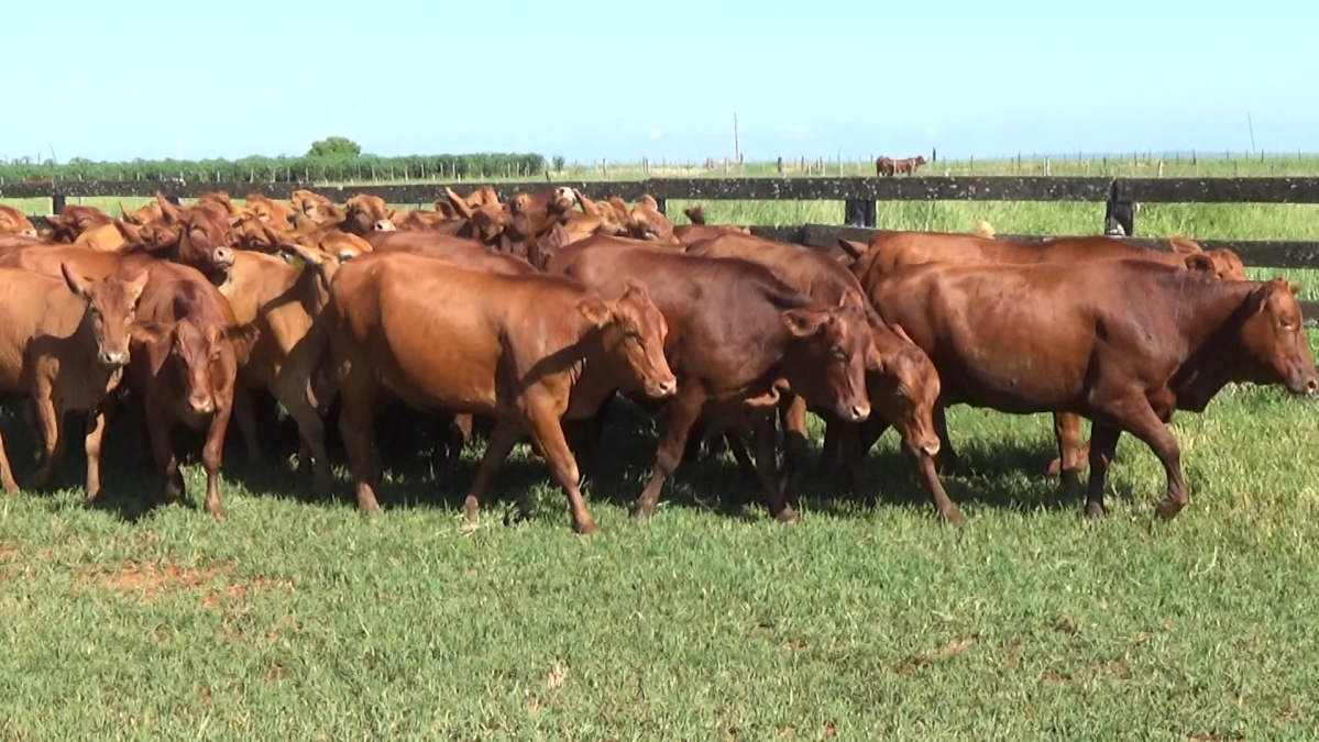 Feria CREA ─ lote 23.4