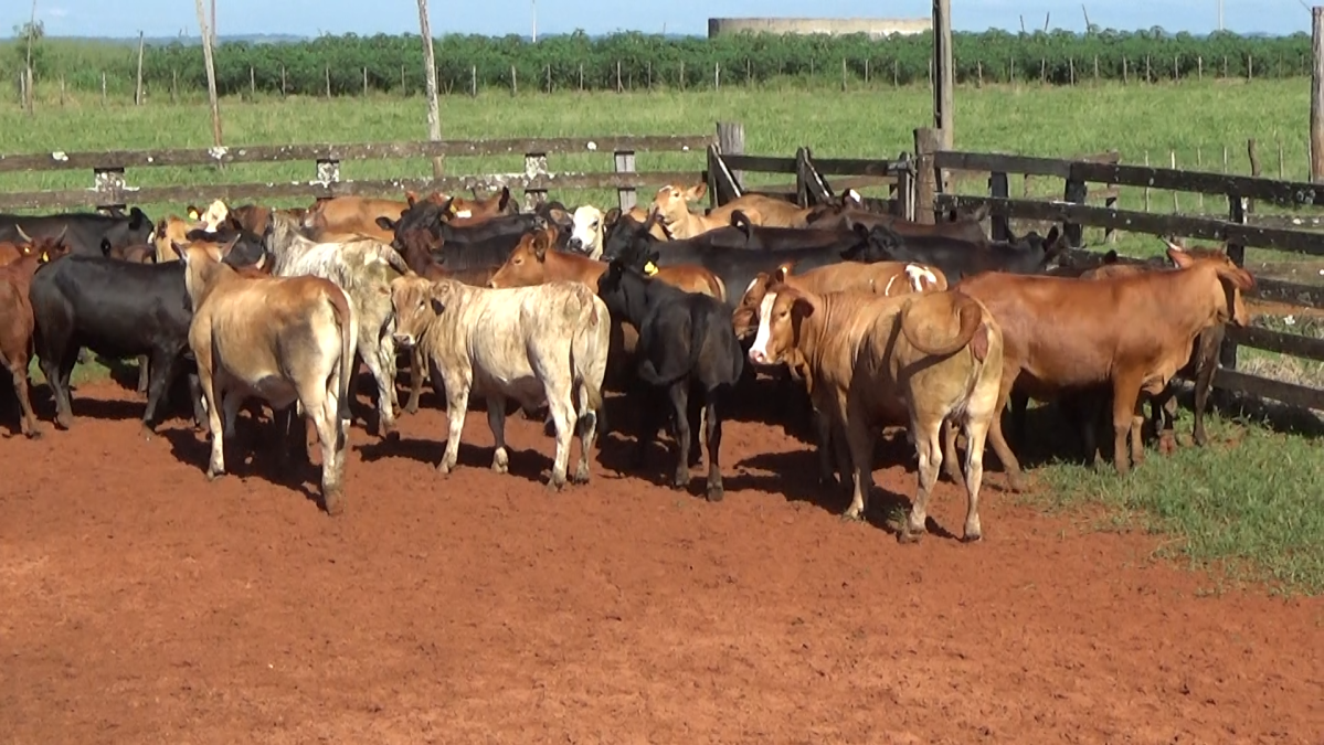 Feria CREA ─ lote Lote 24 – N° insp. 5990