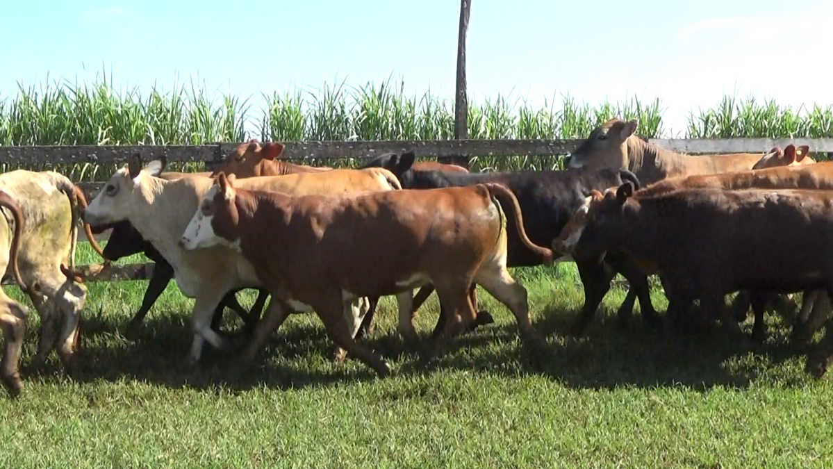 Feria CREA ─ lote 24.2