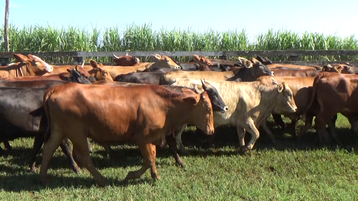 Feria CREA ─ lote 24.3