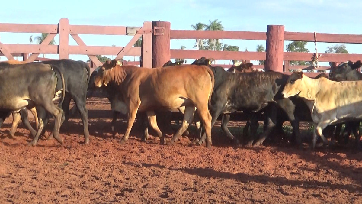 Feria CREA ─ lote 25.1