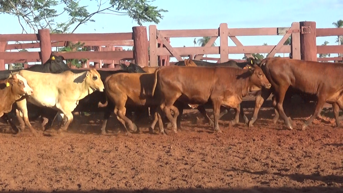 Feria CREA ─ lote 25.2