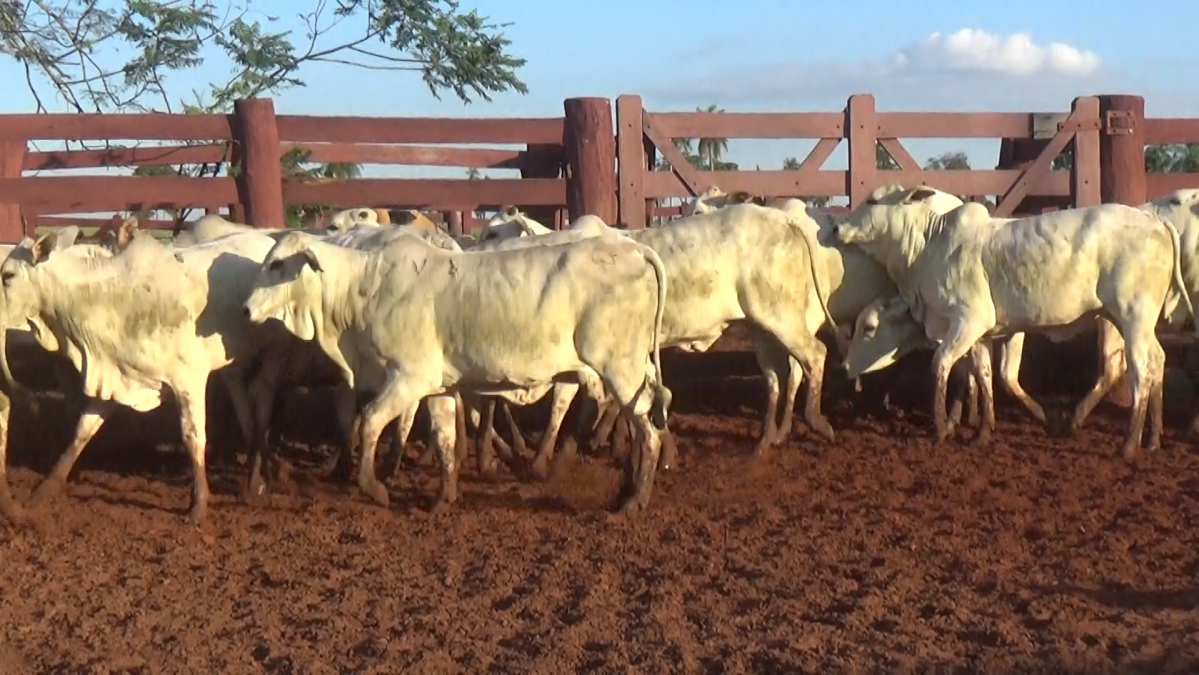 Feria CREA ─ lote Lote 25 – N° insp. 6110