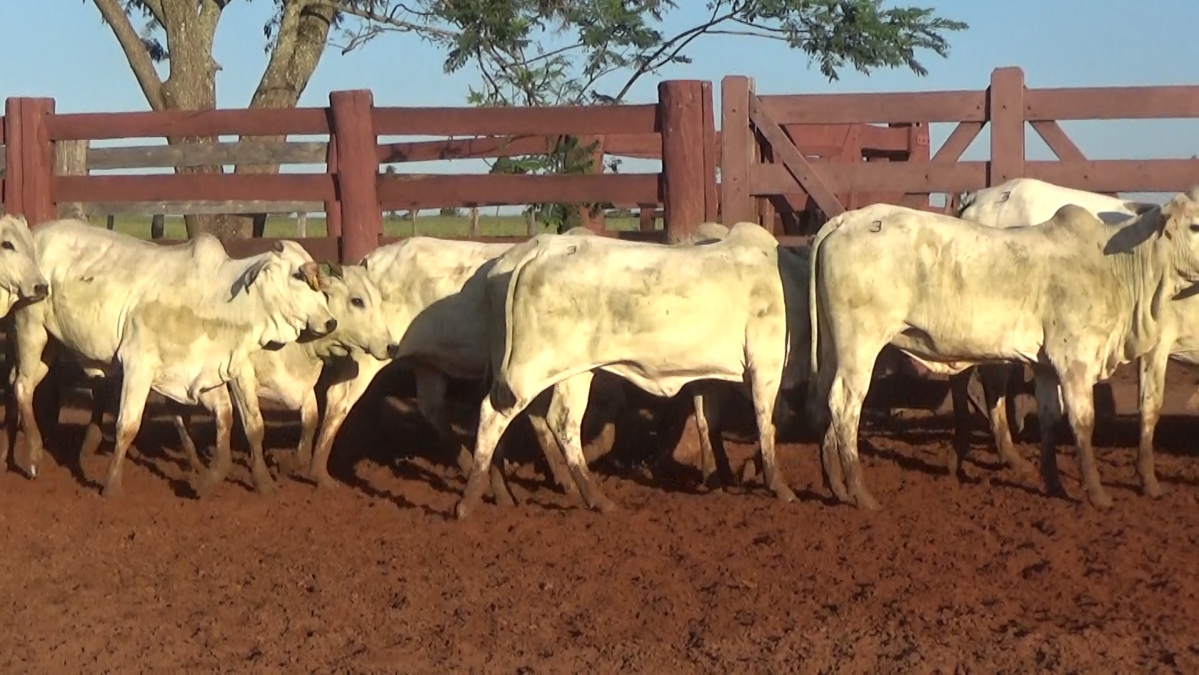 Feria CREA ─ lote 25.4