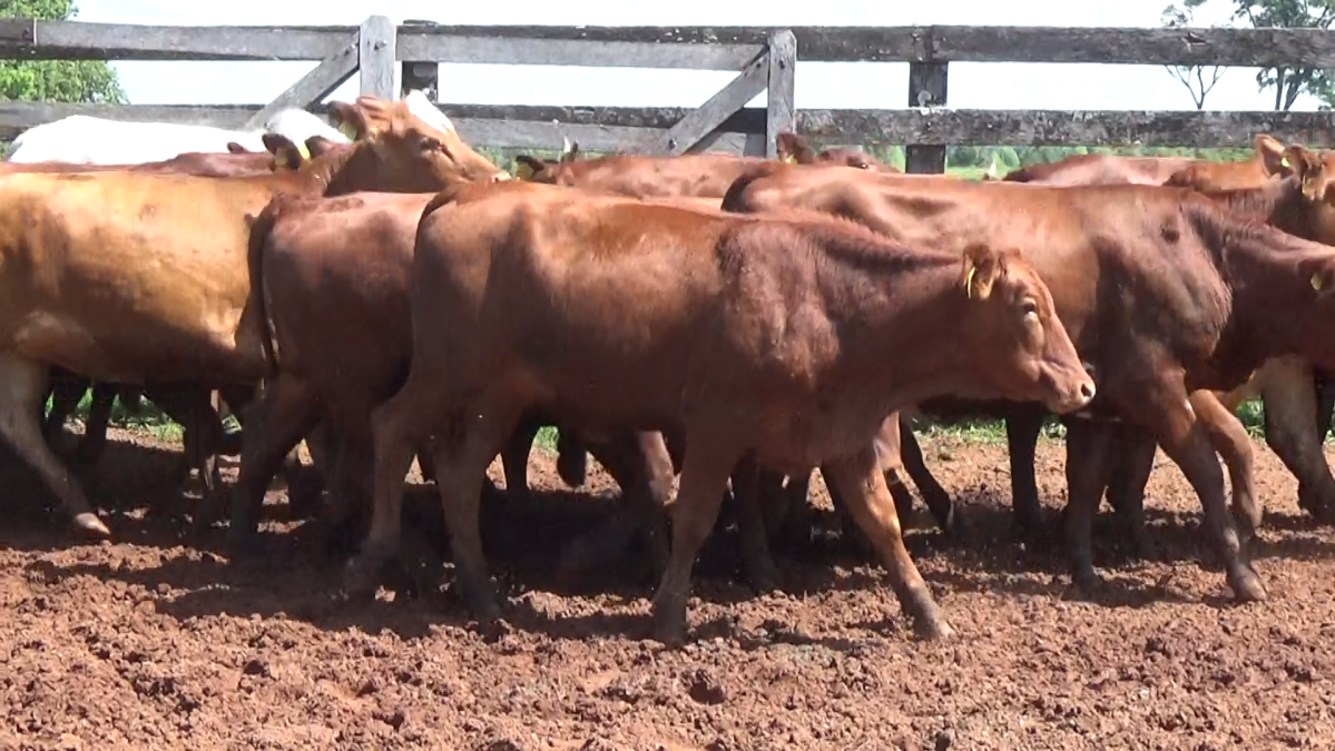 Feria CREA ─ lote Lote 26 – N° insp. 5991