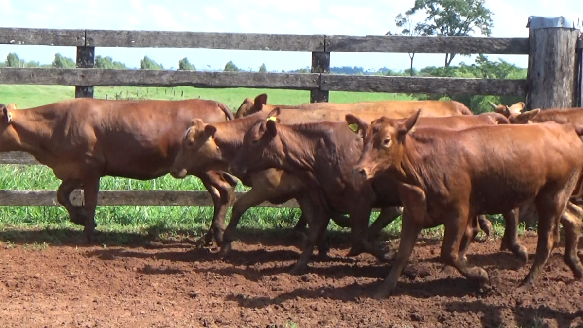 Feria CREA ─ lote 26.3