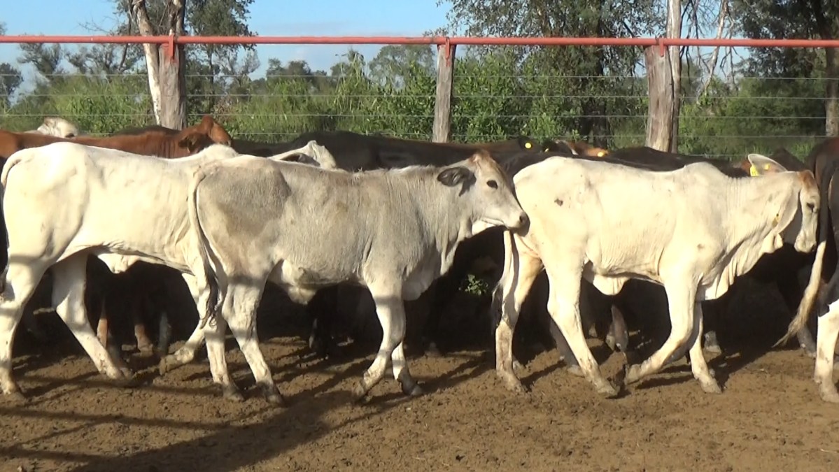 Feria 391 CEA & EVERDEM â lote 01.1