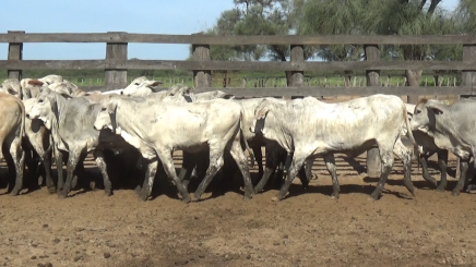 Lote 01 – N° insp. 6061