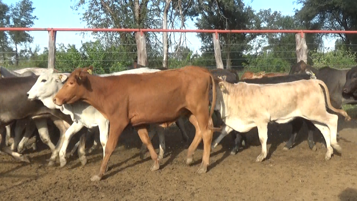 Feria 391 CEA & EVERDEM â lote Lote 01 – N° insp. 6068