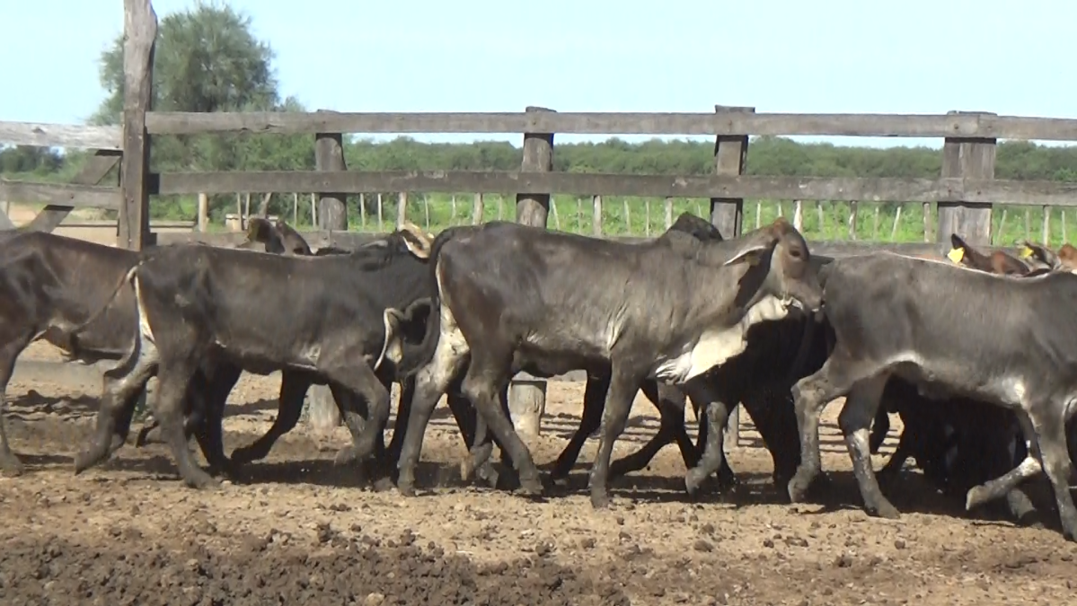 Feria Regional Central Chaco ─ lote 01.2