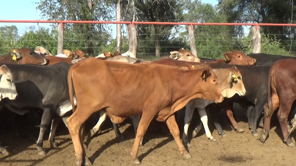 Feria 391 CEA & EVERDEM â lote 01.3