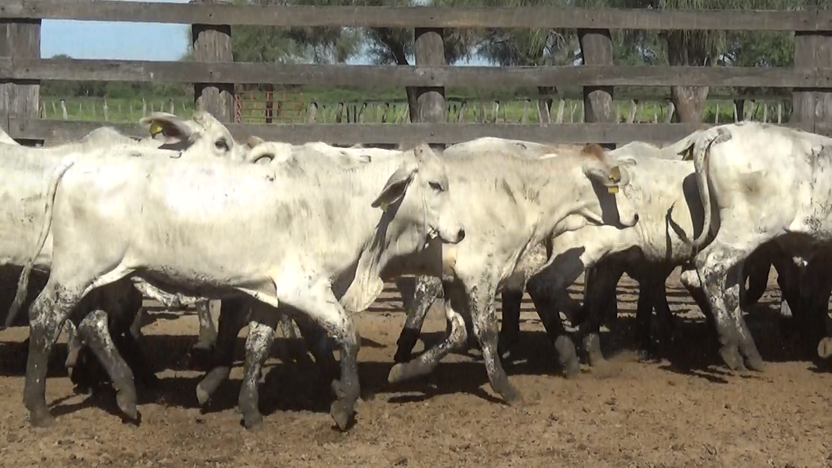Feria Regional Central Chaco ─ lote 01.3
