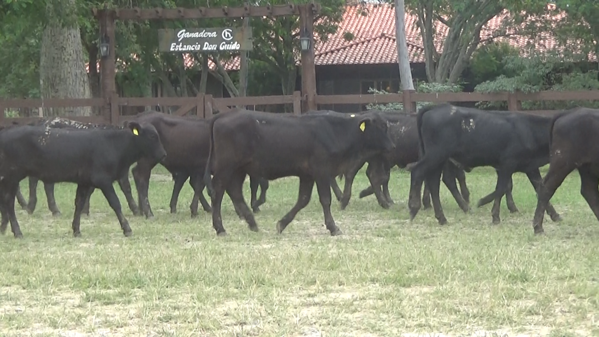 Feria 391 CEA & EVERDEM â lote Lote 02 – N° insp. 6133