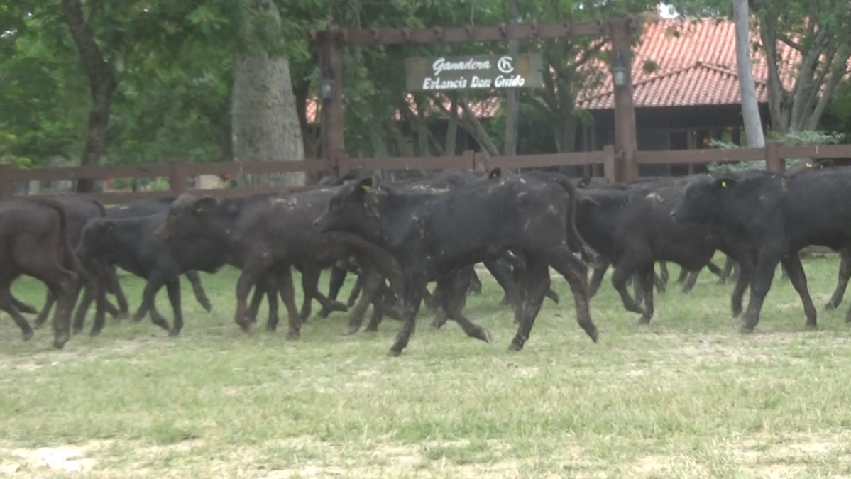Feria 391 CEA & EVERDEM â lote 02.2